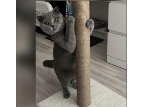 Scottish fold kedimiz