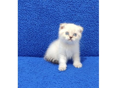 Scottish fold mavi boncuk buyrun 