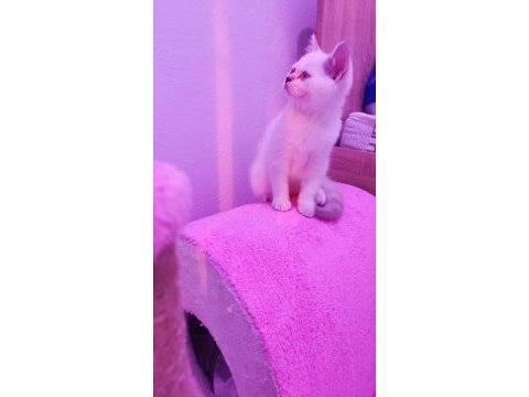 2 aylık sevimli british shorthair yavrumuz