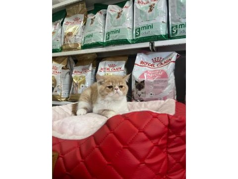 Türünün en güzel örneklerinden exotic shorthair