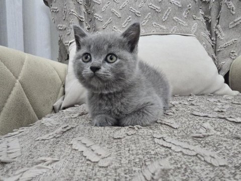 Gri british shorthair erkek yavru