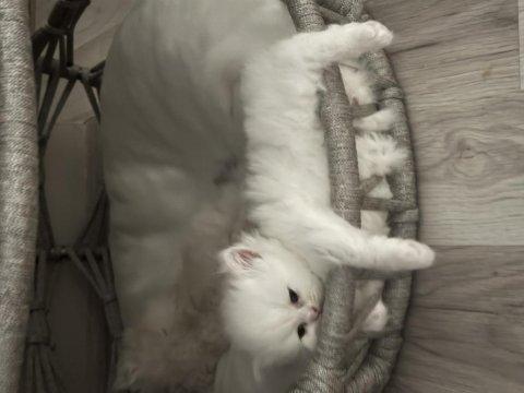 British longhair yavrular