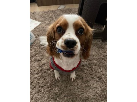 Evinizin neşesi rom cavalier king