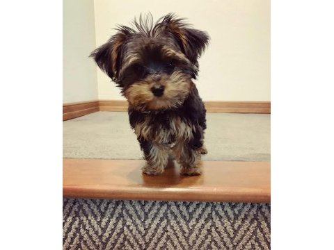 Yorkshire terrier yavrularımız