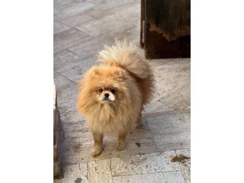 Pomeranian boo köpeğimiz