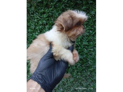 Irk ve sağlık garanti shih tzu şitsu bebeğimiz