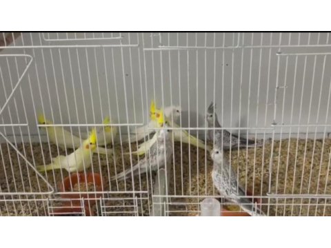 Sağlıklı 2 aylık sultan papağanı yavrular