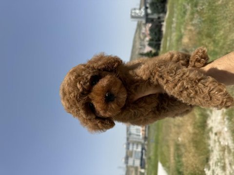 Geniş yavru yelpazesi her renk ve çeşit poodle