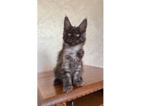 Dev black smoke erkek maine coon
