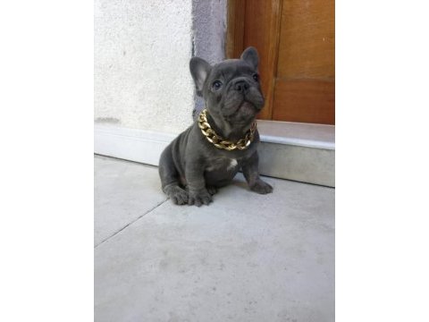 French bulldog puppys