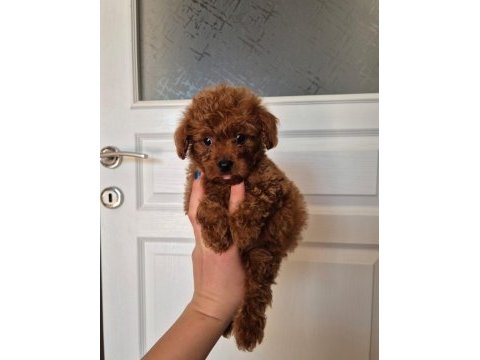 Kore erkek poodle yavrumuz