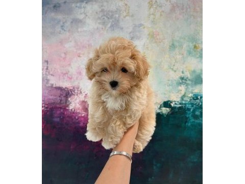 En iyisi en güzeli bebek yüzlü maltipoo köpekler