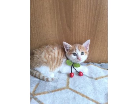 Kedimize acil yuva aranıyor