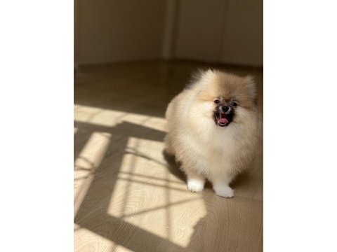 Mükemmel pofuduk minik pomeranian