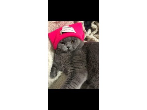 Temiz, bakımlı scottish fold
