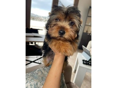 Safkan kız bebek yorkshire terrier