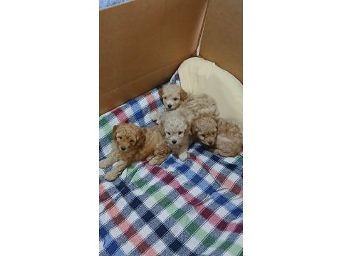 Kocaelide safkan apricot toy poodle