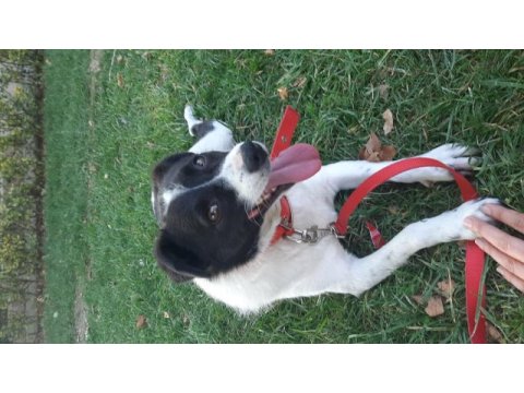 Melez köpek