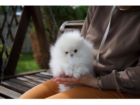 Teacup korean pomeranian yavrumuz
