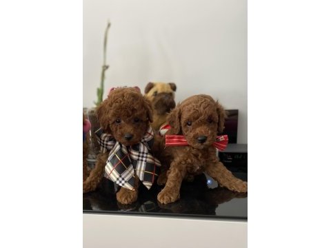 Güzel suratlı poodle yavrular