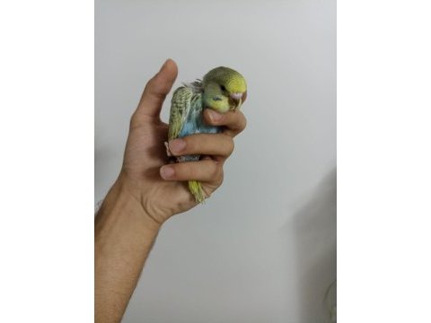 Yeme yeni düşmüş ve düşmek üzere muhabbet kuşu yavrularımız