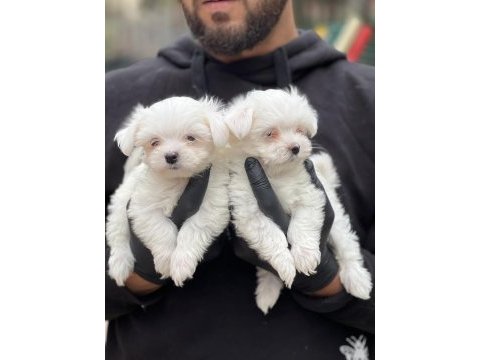 Orjinal kore kan maltese bebekler