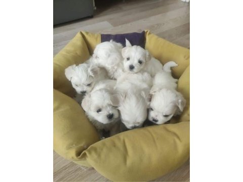 Show güzellikte safkan maltese bebekler