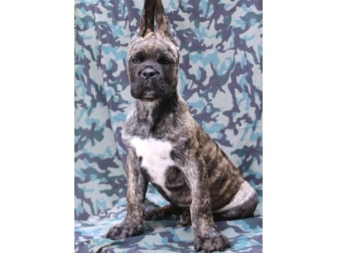 Fcı-kıf secereli safkan cane corso yavrular