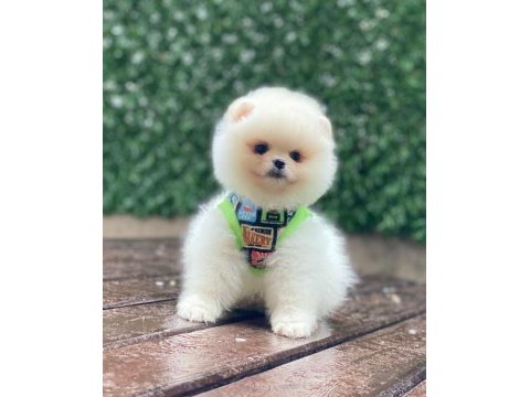 A kalite pomeranian boo