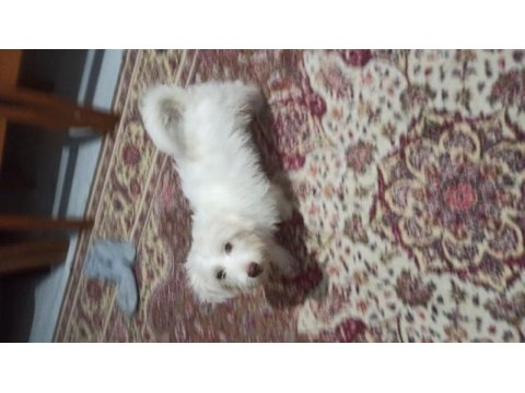 Alex yeni sahibini arıyor maltese terrier
