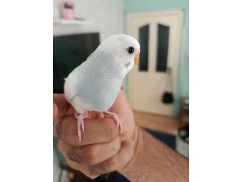 4 aylik ele alışmaya uygun yavru muhabbet kuşlar