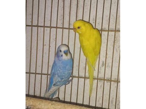 Muhabbet kuşları yavru ve damızlık boylar