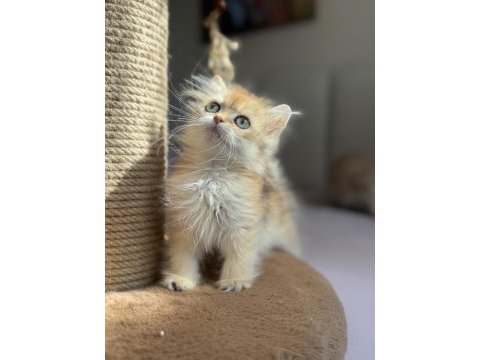 Mükemmel kalite golden ny11 british longhair