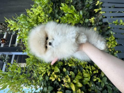 Ayı surat dişi pomeranian boo