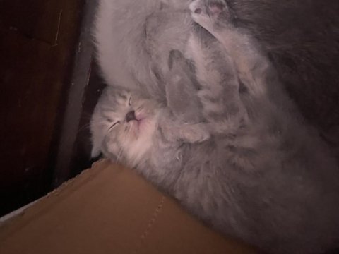 Scottish fold, blue point ve british shorthair bebekler
