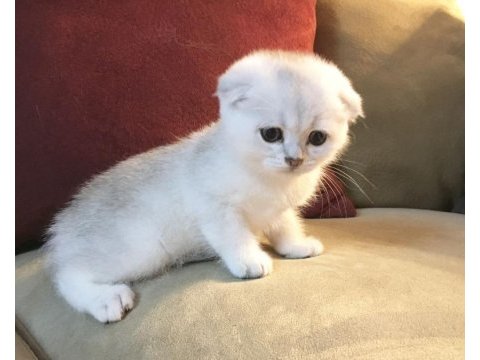 Aynı gün teslim imkanıyla scottish fold yavruları