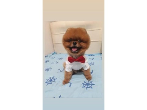 Pomeranian boo teddy bear