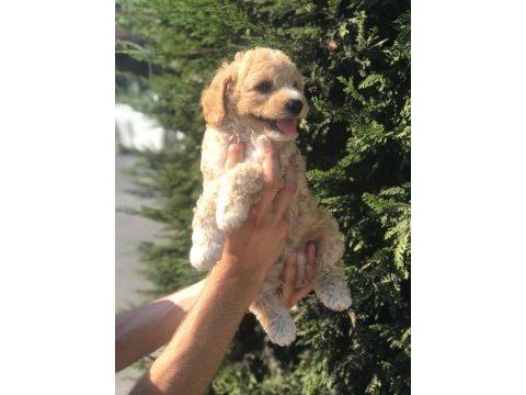 Poodle ayarında harika maltipoo yavruları