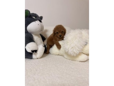 Toy poodle mini bebeğimiz