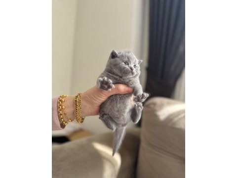 British shorthair beyaz silver ve blue yavrular