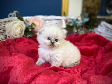 Highland silver scottish fold yavrumuz