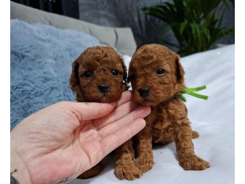 Safkan toy poodle yavrularımız