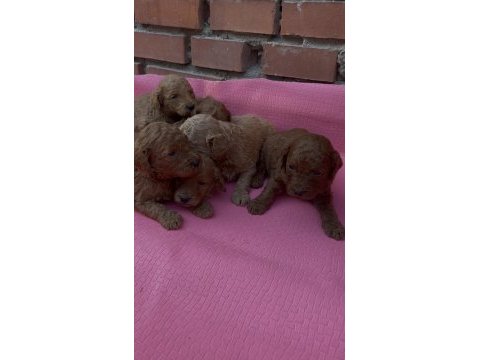 Ev üretimi safkan toy poodle bebekler