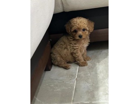 Maltipoo yavrumuz yuva arıyor