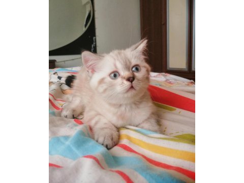 Blue point scottish fold