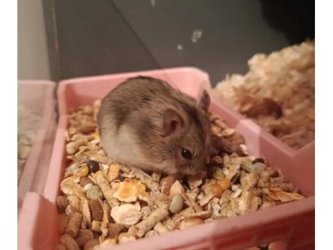 Gonza hamster bebeklerim yeni yuvasını bekliyor