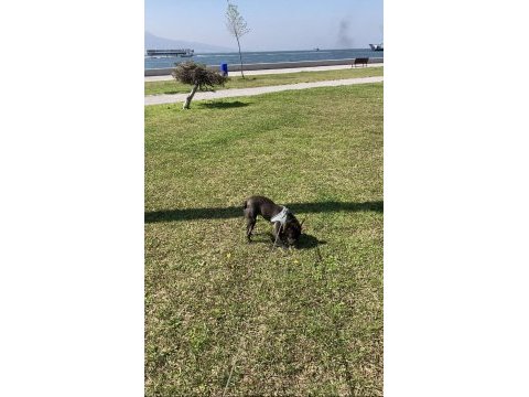 Micro french bulldog