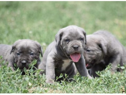 Heybetli ırk garantili cane corso yavrular