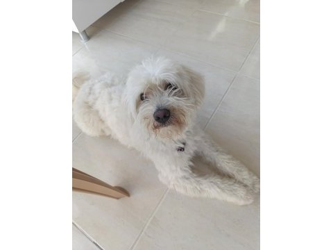Maltipoo 1.5 yaş