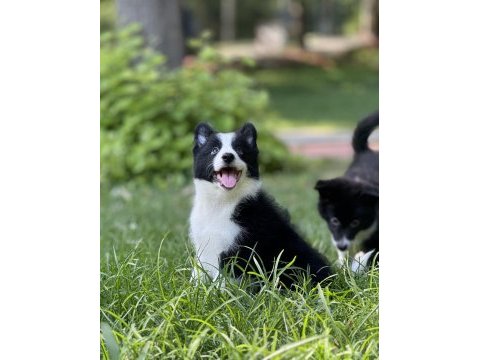 Border collie yavru köpekler